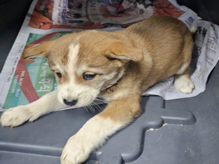 보호중 믹스견의 가…